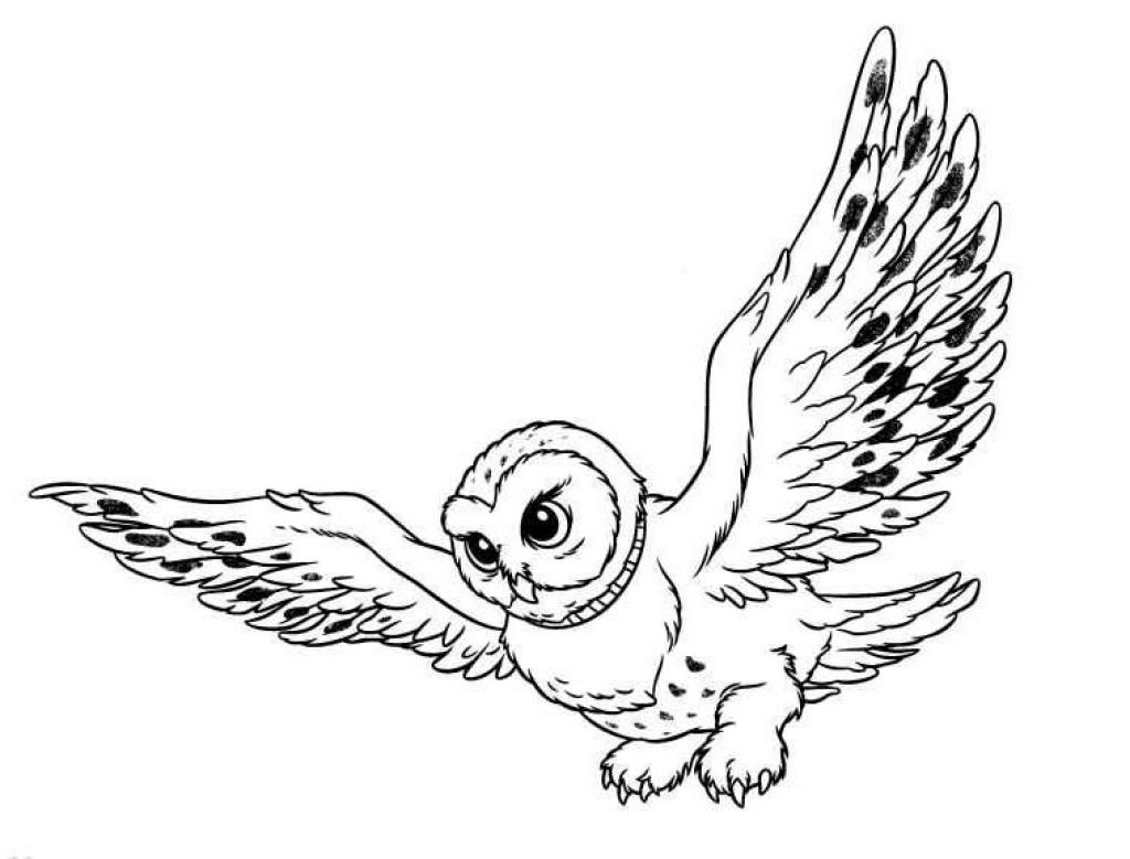 Coloriage hibou